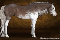 Horse Color:White Spotted Silver Bay Splash 