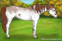 Horse Color:White Spotted Chestnut 