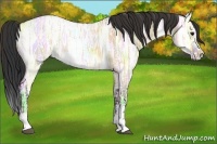Horse Color:Bay Ice Roan Dun Splash Rabicano 