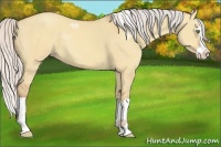 Horse Color:Silver Amber Champagne Dun Splash 