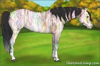 Horse Color:Bay Ice Splash 