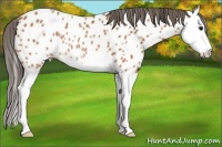 Horse Color:Bay Sabino Splash Near Leopard Rabicano 