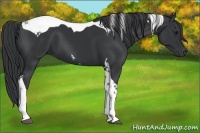 Horse Color:Black Tobiano