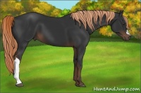 Horse Color:Liver Chestnut 