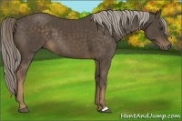 Horse Color:Chocolate Palomino Rabicano