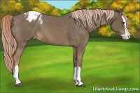 Horse Color:Chocolate Palomino Splash Appaloosa 