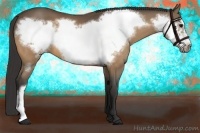 Horse Color:Buckskin Frame 