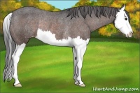 Horse Color:Brown Splash Appaloosa Rabicano 