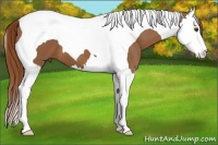 Horse Color:Chestnut Sabino Splash Tobiano