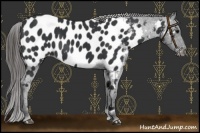 Horse Color:Black Near Leopard 