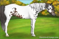 Horse Color:Brown Tobiano Appaloosa