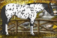 Horse Color:Black Near Leopard 