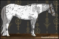 Horse Color:White Spotted Black Blanket 