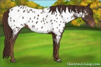 Horse Color:Liver Chestnut Appaloosa 