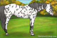 Horse Color:Grullo Near Leopard 