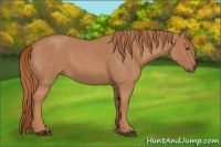 Horse Color:Red Roan