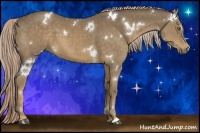 Horse Color:White Spotted Chocolate Palomino
