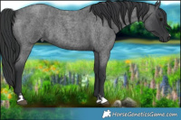 Horse Color:Blue Roan 