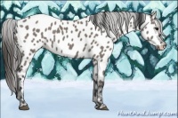 Horse Color:Grullo Appaloosa 
