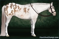 Horse Color:Bay Dun Appaloosa 