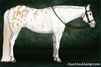 Horse Color:Red Dun Appaloosa