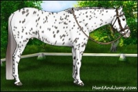 Horse Color:Grullo Near Leopard 