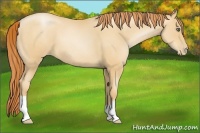 Horse Color:Amber Champagne Pearl 