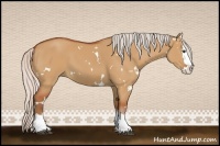 Horse Color:White Spotted Silver Brown Dun Sabino Splash