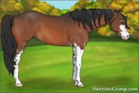 Horse Color:Bay Sabino 