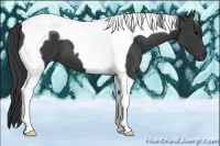 Horse Color:Black Tobiano