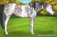 Horse Color:White Spotted Brown Ice