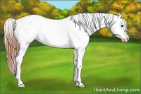 Horse Color:Gold Champagne Roan Onyx Appaloosa 