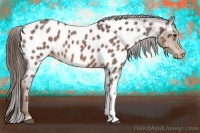 Horse Color:Liver Red Roan Appaloosa 