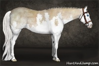 Horse Color:Silver Bay Ice Splash 