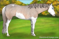 Horse Color:Buckskin Splash Appaloosa Rabicano 
