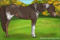 Horse Color:White Spotted Liver Chestnut 