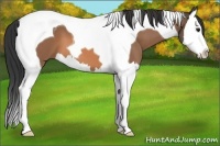 Horse Color:Buckskin Splash Tobiano 