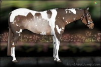 Horse Color:White Spotted Liver Chestnut Tobiano 