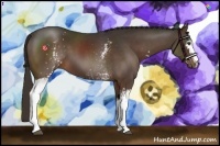 Horse Color:White Spotted Liver Chestnut 