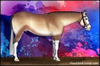 Horse Color:Buckskin Onyx Splash 
