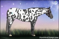 Horse Color:Smoky Black Appaloosa 