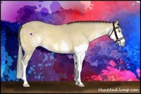 Horse Color:Amber Cream Champagne Splash 