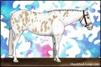 Horse Color:White Spotted Liver Red Dun Appaloosa 