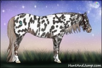 Horse Color:Liver Chestnut Appaloosa Rabicano