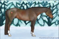 Horse Color:Liver Chestnut 