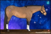 Horse Color:Buckskin 