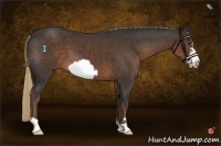 Horse Color:Liver Chestnut Frame 