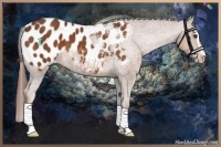 Horse Color:Chestnut Sabino Appaloosa