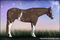 Horse Color:White Spotted Liver Chestnut 