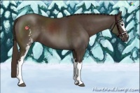 Horse Color:White Spotted Liver Chestnut 